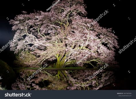 Night Scenery Illuminated Cherry Blossom Tree Stock Photo 1967583589 ...