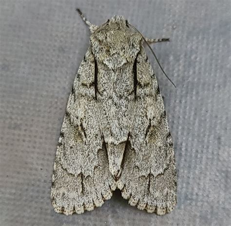 Acronicta laetifica - BugGuide.Net