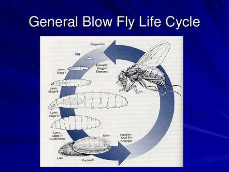 A General Life Cycle of the Blow Fly Family (Diptera: Calliphoridae ...