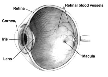 retina - Simple English Wiktionary