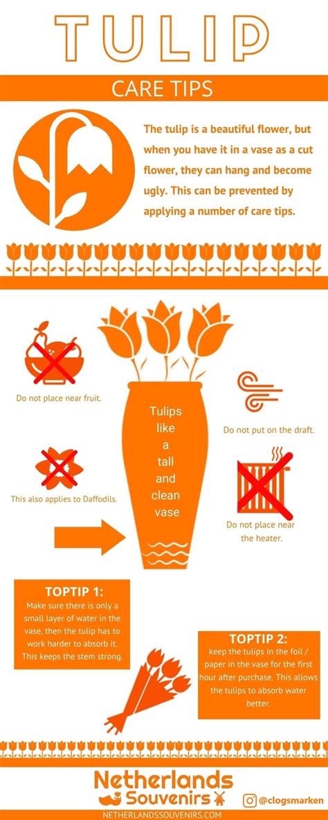 Tulip Care Tips, Infographic – Souvenirs Holland