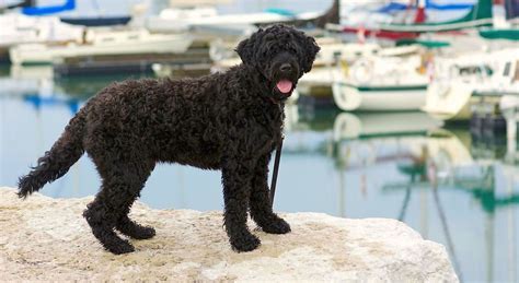 Portuguese Water Dog - Fun Facts and Crate Size – Pet Crates Direct