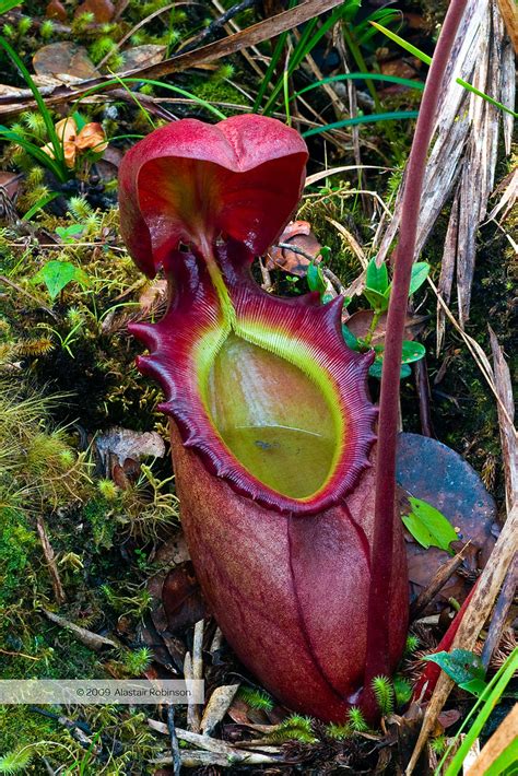 Nepenthes rajah - a photo on Flickriver