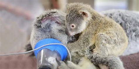 Emotional moment a baby koala hugs unconscious mom during life-saving ...