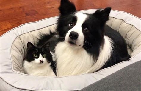 This Adorable Cat and Dog Are Best Friends and They’re Practically Twins