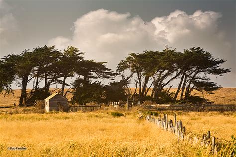 Krummholz & Clouds | Mendocino | Robert Faucher Photography