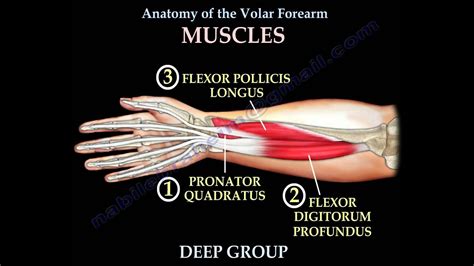 arm tendon anatomy