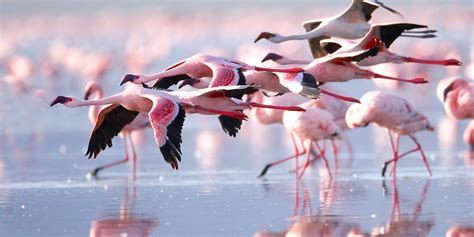 When to see Flamingos on Lake Nakuru National Park | Lake Nakuru