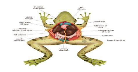 How to Draw a Diagram of Frog Anatomy - Learn About Nature