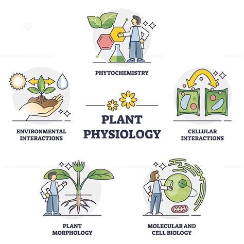 Plant physiology five key areas study and research outline collection ...