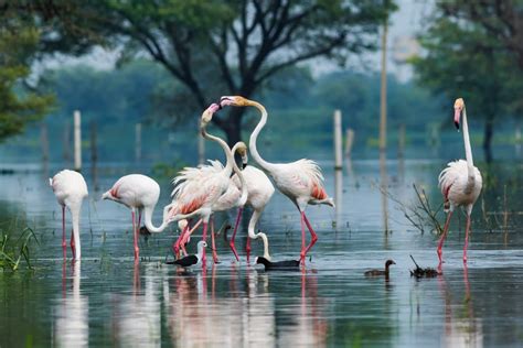 Bharatpur Bird Sanctuary : A Complete Travel Guide