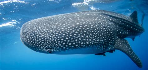 Whale Sharks Best Kodiak Bears for World's Largest Omnivore - swedbank.nl