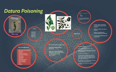 Datura Poisoning by Imran Khan on Prezi