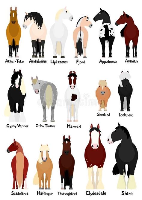 16 popular horse breeds bundle. Various popular horse breeds bundle ...