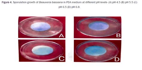 Beauveria Bassiana: Entomopathogenic Fungi as Biopesticide Reported ...