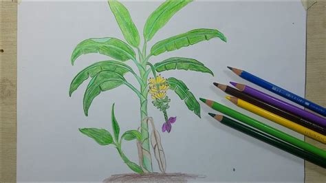 HƯỚNG DẪN VẼ CÂY CHUỐI ĐƠN GIẢN ĐẸP || HOW TO DRAW BANANA TREE - YouTube