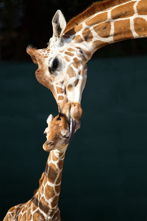 Photo Alert: First Giraffe of 2012 Born at Busch Gardens Tampa Bay