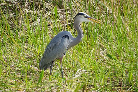 tales from the Drivers' seat: Birds of the Everglades National Park, part 1