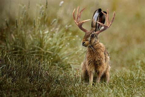 What you need to know about jackalopes | RJ Magazine