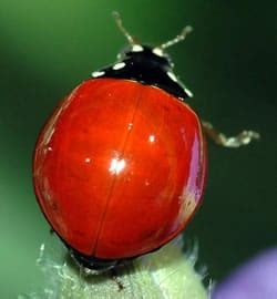 Why Do Ladybugs Have Spots? - Learn About Nature