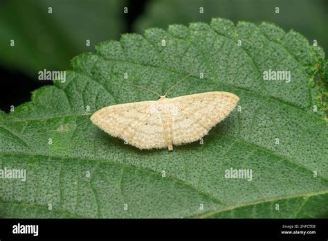 Silk moth species, Satara, Maharashtra, India Stock Photo - Alamy