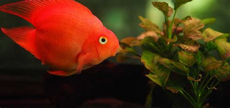 Red Blood Parrot Fish 10 Compatible Parrot Cichlid Tank Mates ...