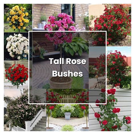 How Grow A Rose Bush at Christopher Stegall blog