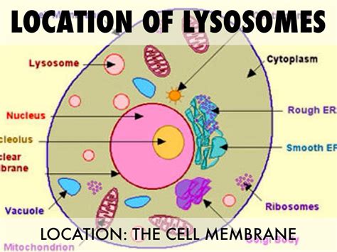 Lysosome Location