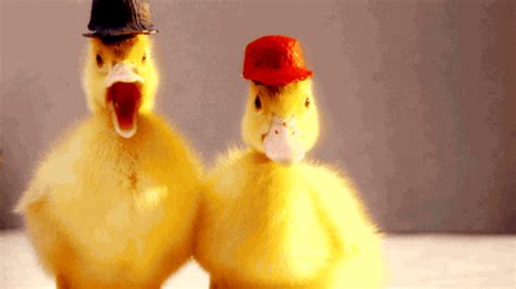 Cute Ducks with Hats! : r/babyduckgifs