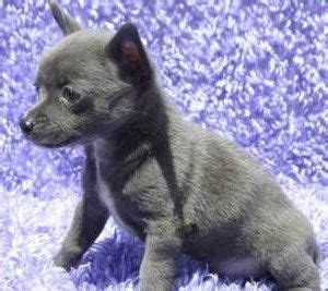 Blue Chihuahua Dogs | Appearance and Aspects