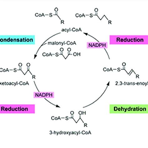 | Fatty acid elongation by the ELOVL family of enzymes. Diagram of the ...