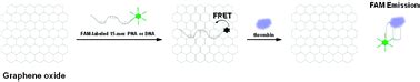 Peptide nucleic acids are an additional class of aptamers - RSC ...