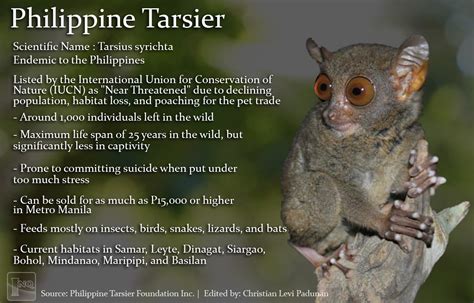 New species of tarsier discovered in Dinagat Island | Inquirer News