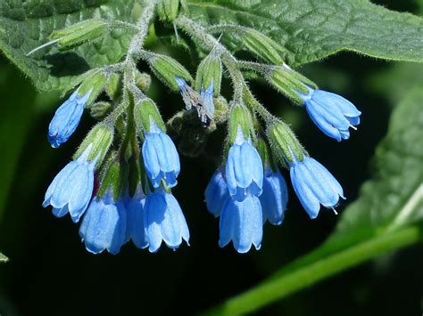 Everything You Need to Know About the Amazing Comfrey Plant - Garden ...