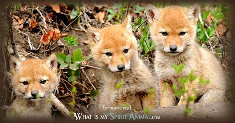 Coyote Symbolism & Meaning | Spirit, Totem & Power Animal