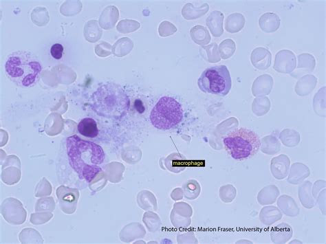 Macrophage Histology