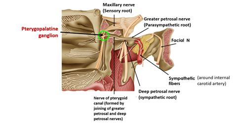 Pterygopalatine Ganglion , Anatomy QA