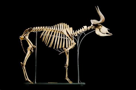 Wildebeest Bones | Anatomy bones, Wildebeest, Animal skulls