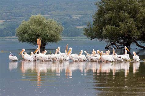 Majestic Swans Make Kerkini Lake in Greece Their Home for Winter ...