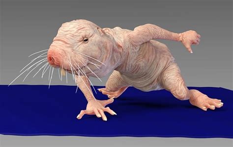 The Longevity Secret of the Naked Mole Rat | Mirage News