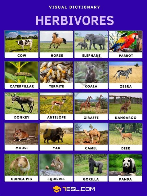 Herbivore list of herbivore animals with interesting facts – Artofit