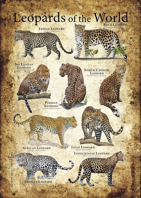 Art Objects Art & Collectibles African leopard mindtek.it