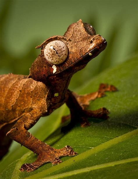 Satanic leaf tail gecko for sale | baby | juvenile baby leaf tail geckos