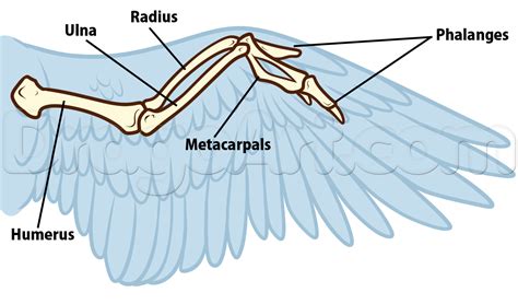 Image result for bird wing anatomy | Wing anatomy, Bird wings, Wings ...