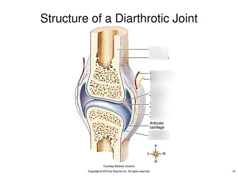 A&P DIARTHROTIC JOINT (INTRO TO BONES AND JOINTS) Diagram | Quizlet