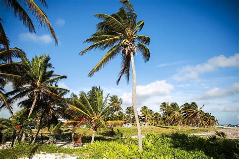 What is a Tropical Climate? - WorldAtlas