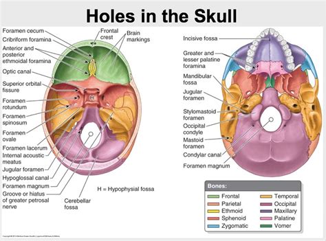 FORAMINA OF SKULL AND STRUCTURES PASSING THROUGH THEM - True value ...