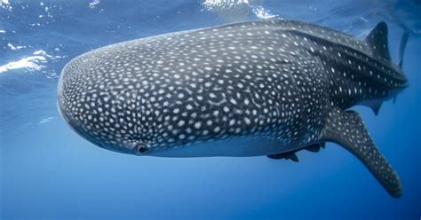 Whale Shark Logs Longest-Recorded Trans-Pacific Migration | Smithsonian ...