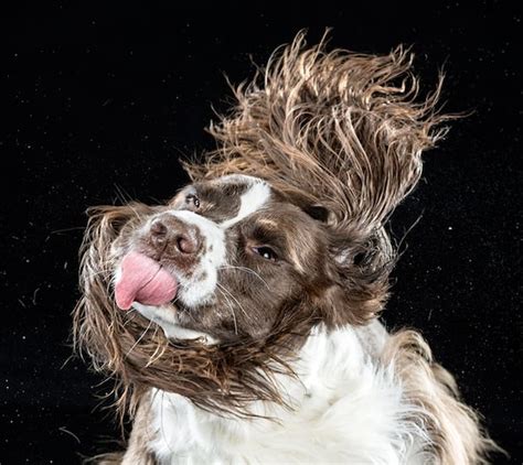 Dogs Shaking Off Water, Captured in Super Slow Motion