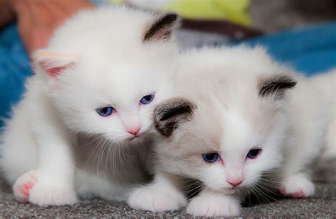 Fonds d'ecran Chat domestique Chatons Deux Blanc Animaux télécharger photo